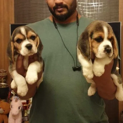 Beagle puppies for sale in Vijayawada