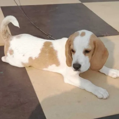 Beagle puppies for sale in Udaipur