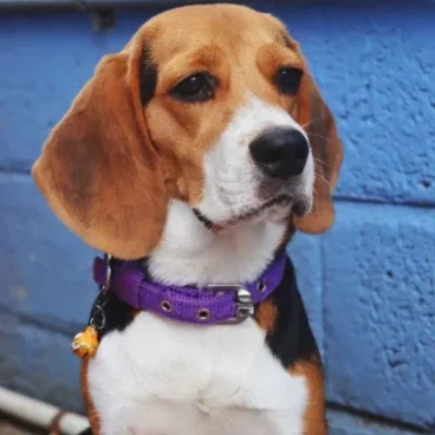 Beagle puppies for sale in Ajmer