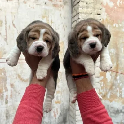 Beagle puppies for sale in Udaipur