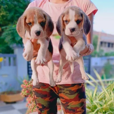 Beagle puppies for sale in Bikaner