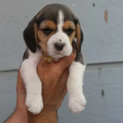 Beagle puppies for sale in Udaipur