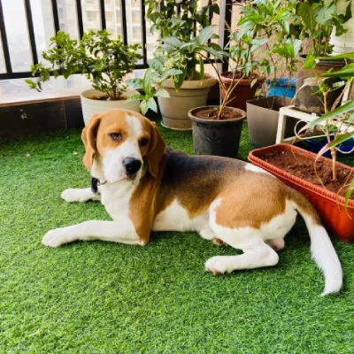 Beagle puppies for sale in Udaipur