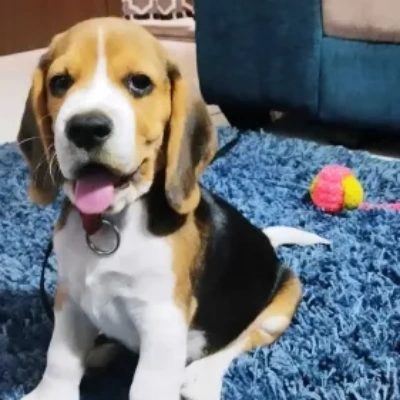 Beagle puppies for sale in Udaipur