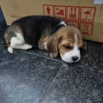 Beagle puppies for sale in Kota