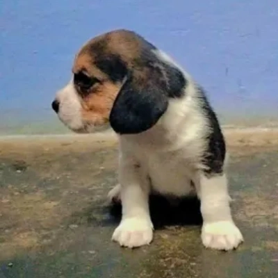 Beagle puppies for sale in Kota