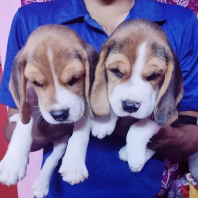 Beagle puppies for sale in Vijayawada