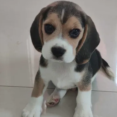 Beagle puppies for sale in Udaipur