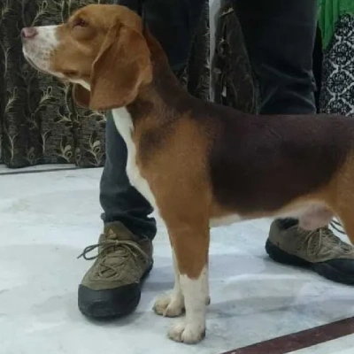 Beagle puppies for sale in Bikaner