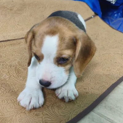 Beagle puppies for sale in Vijayawada