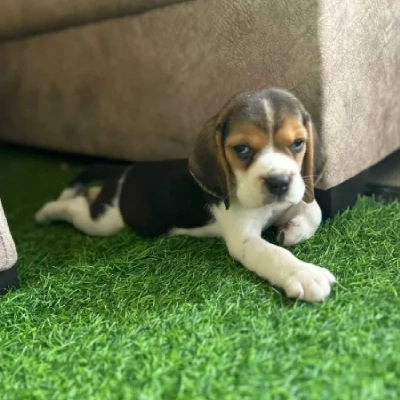 Beagle puppies for sale in Ajmer