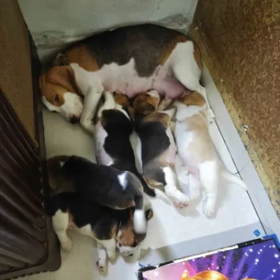 Beagle puppies for sale in Udaipur