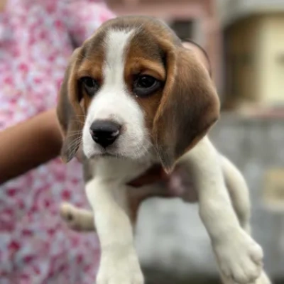 Beagle puppies for sale in Bikaner