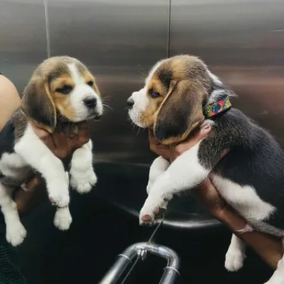 Beagle puppies for sale in Bikaner