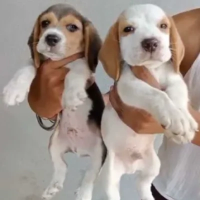 Beagle puppies for sale in Kota