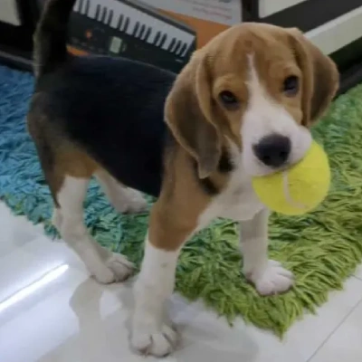 Beagle puppies for sale in Vijayawada