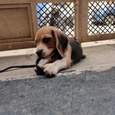 Beagle puppies for sale in Ajmer