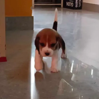 Beagle puppies for sale in Kota