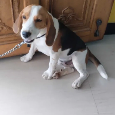 Beagle puppies for sale in Vijayawada