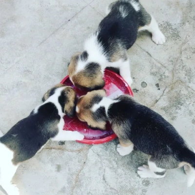 Beagle puppies for sale in Vijayawada