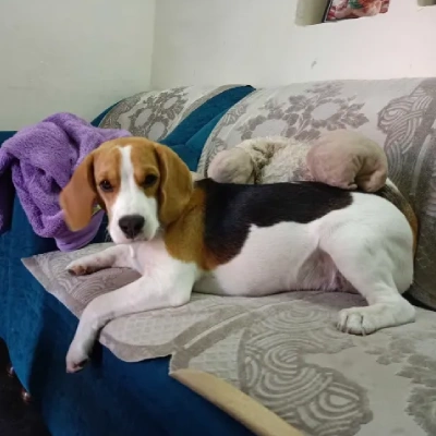 Beagle puppies for sale in Udaipur