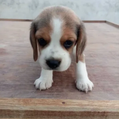 Beagle puppies for sale in Vijayawada