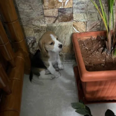 Beagle puppies for sale in Vijayawada