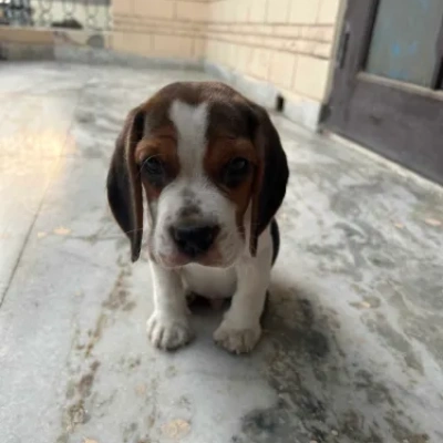 Beagle puppies for sale in Gurgaon