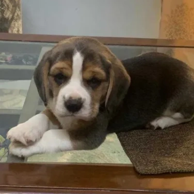 Beagle puppies for sale in Gurgaon