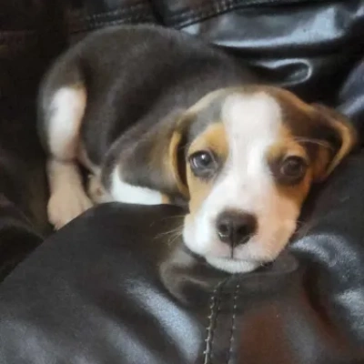 Beagle puppies for sale in Bikaner