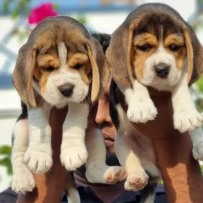 Beagle puppies for sale in Vijayawada