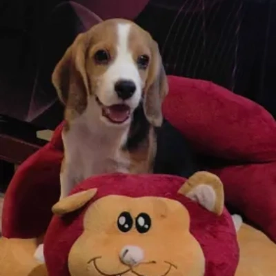 Beagle puppies for sale in Vijayawada