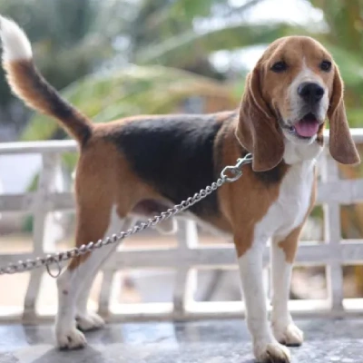 Beagle puppies for sale in Gurgaon