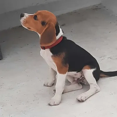 Beagle puppies for sale in Gurgaon