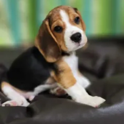 Beagle puppies for sale in Kota