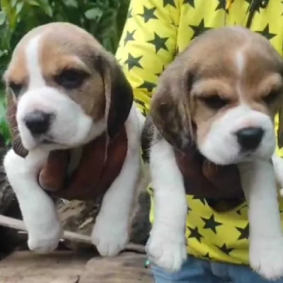 Beagle puppies for sale in Vijayawada