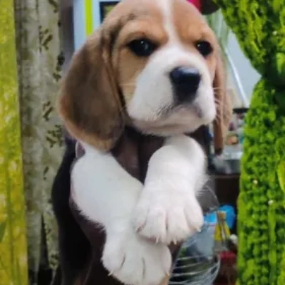 Beagle puppies for sale in Ajmer