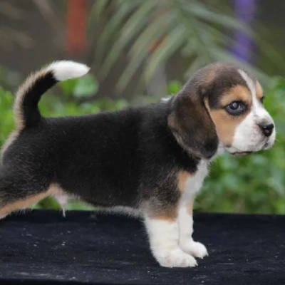 Beagle puppies for sale in Vijayawada