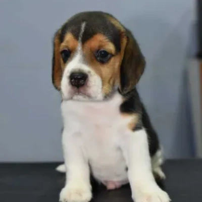 Beagle puppies for sale in Gurgaon