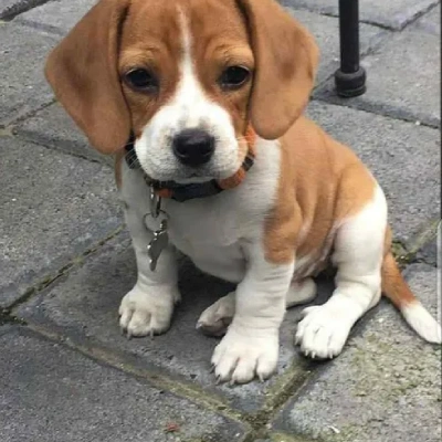 Beagle puppies for sale in Ajmer