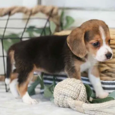 Beagle puppies for sale in Bikaner