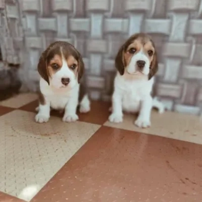 Beagle puppies for sale in Vijayawada