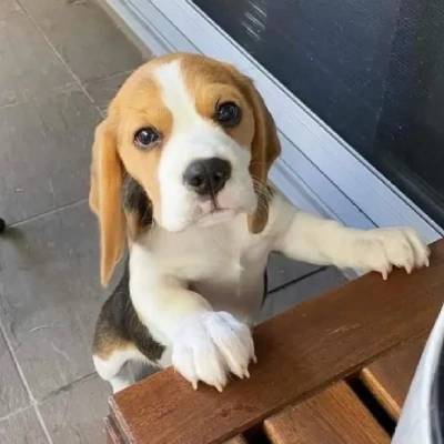 Beagle puppies for sale in Udaipur