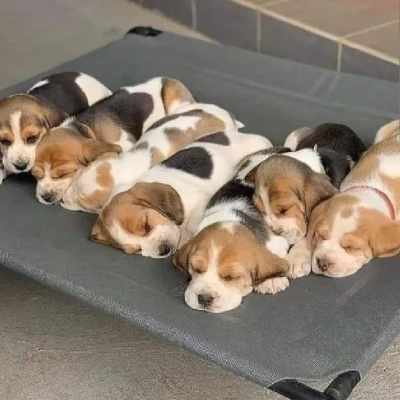 Beagle puppies for sale in Udaipur