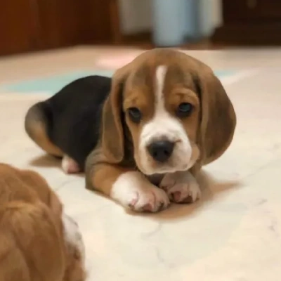 Beagle puppies for sale in Ajmer