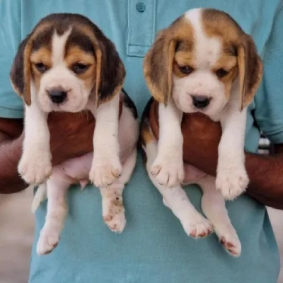 Beagle puppies for sale in Vijayawada