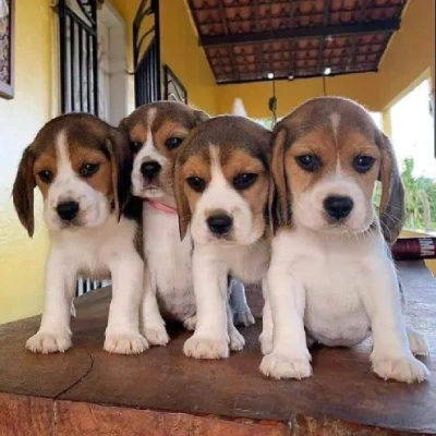 Beagle puppies for sale in Udaipur