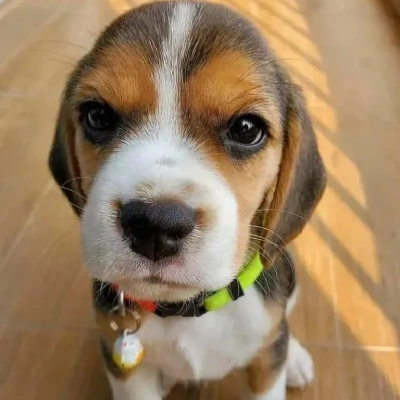 Beagle puppies for sale in Vijayawada