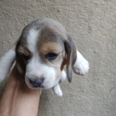 Beagle puppies for sale in Vijayawada