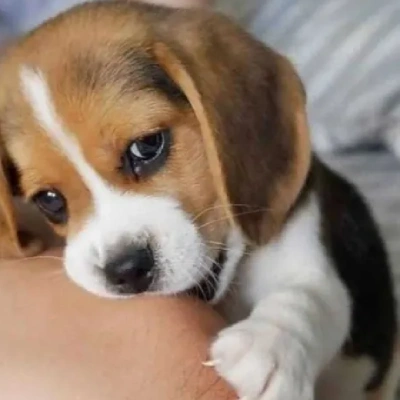 Beagle puppies for sale in Ajmer